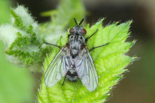 Triarthria setipennis